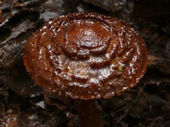 Cortinarius ursus