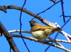 Spermestes cucullata