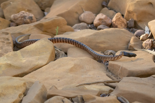 Black-headed Python sighting