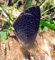 Pseudonacaduba sichela sichela