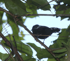 Microrhopias quixensis