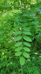Robinia pseudoacacia