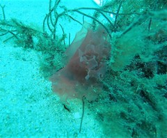 Halymenia