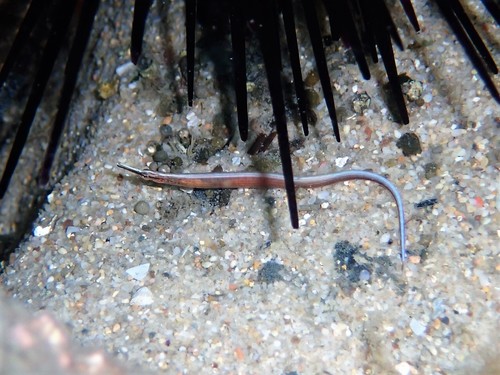 Zaagtand-zeenaald (Maroubra perserrata) — Syngnathidae