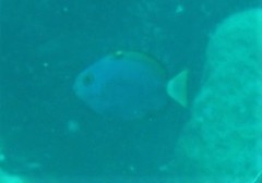 Acanthurus mata