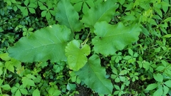 Arctium lappa
