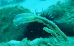 Clavelina meridionalis