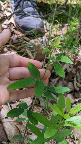 Desmodium obtusum iNat (3)
