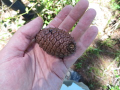 Pinus caribaea bahamensis