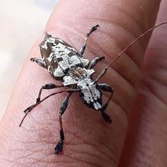 Steirastoma marmoratum