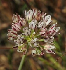 Allium haematochiton