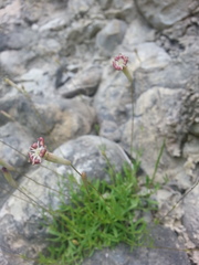 Silene saxifraga