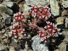 Chorizanthe breweri