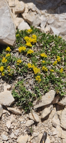 Shoshonea pulvinata, photograph 1