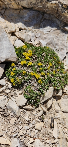 Shoshonea pulvinata, photograph 2