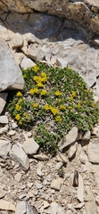 author not stated, no rights reserved Shoshonea pulvinata, photograph author not stated, no rights reserved