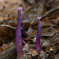 Laccaria masoniae