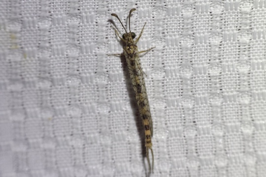 Scotoleon yavapai