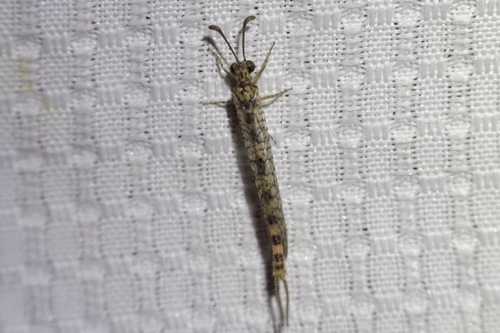 Scotoleon yavapai