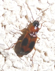 Badister neopulchellus