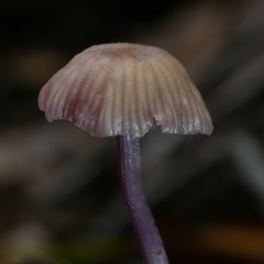 Laccaria masoniae