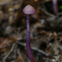 Laccaria masoniae