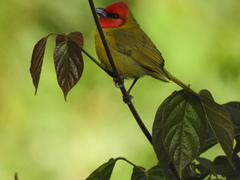 Piranga erythrocephala