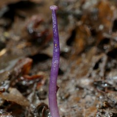 Laccaria masoniae