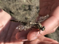 Phanogomphus minutus