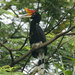 Large Asian Hornbills - Photo (c) Lip Kee Yap, some rights reserved (CC BY-SA)