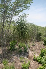 Beaucarnea recurvata