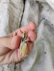 Pocao Snouted Treefrog photo 3