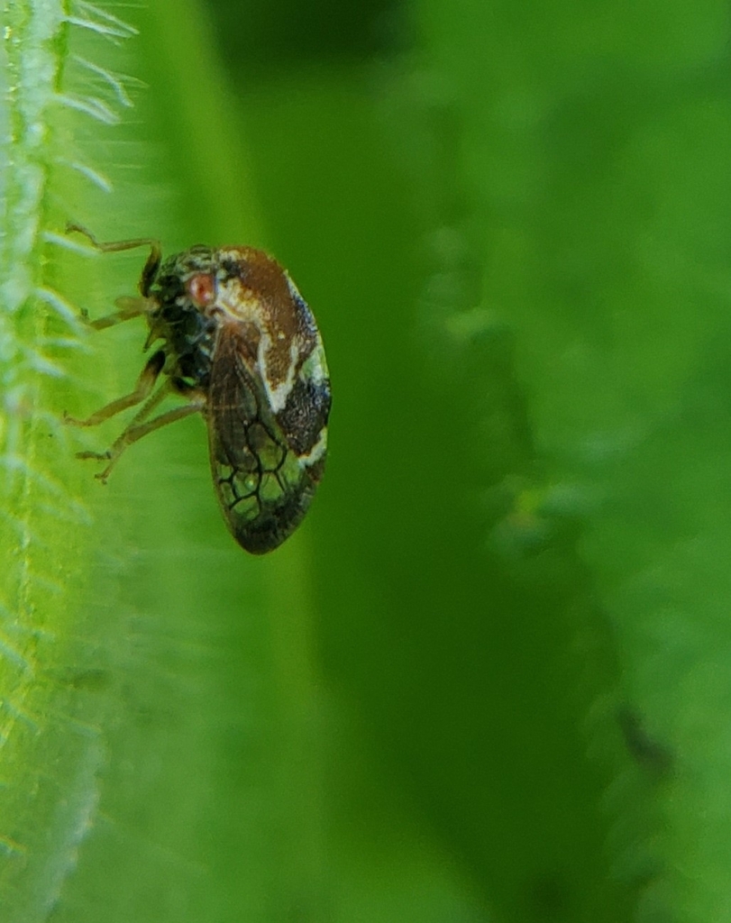 Cyrtolobus gratiosus