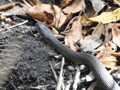 Thamnophis validus