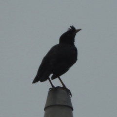 Acridotheres cristatellus