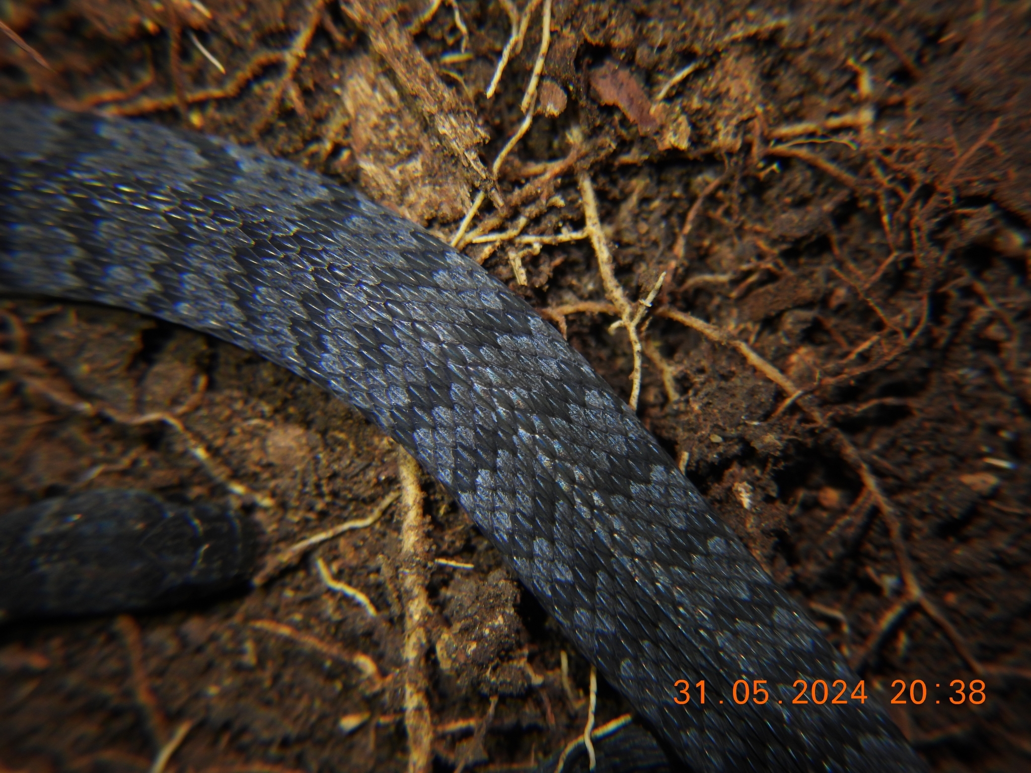 Northern Banded Coffee Snake photo 3