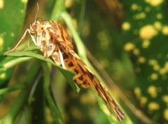 Epobeidia tigrata tigrata