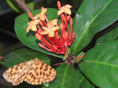 Epobeidia tigrata tigrata