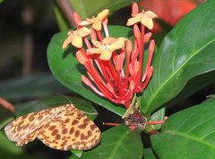 Epobeidia tigrata tigrata