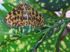 Epobeidia tigrata tigrata