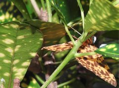 Epobeidia tigrata tigrata