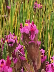 Castilleja ambigua humboldtiensis
