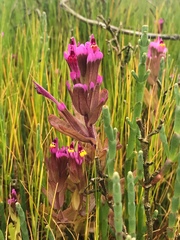 Castilleja ambigua humboldtiensis