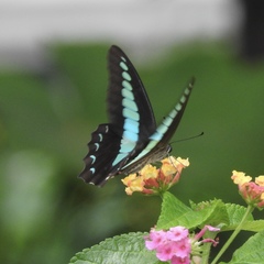 Graphium sarpedon