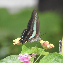 Graphium sarpedon