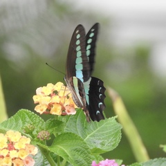 Graphium sarpedon
