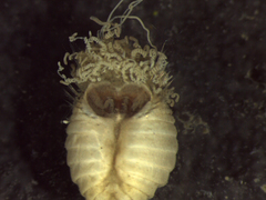 Sternaspis affinis