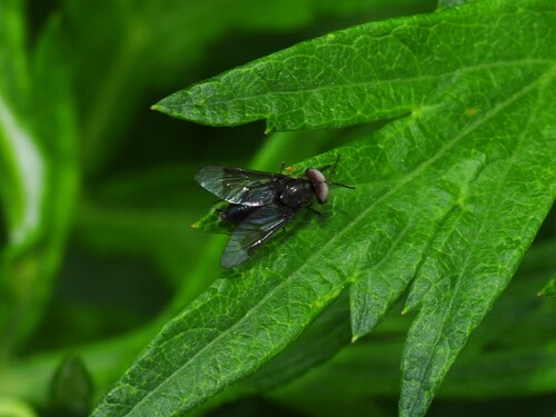 Black Deer Fly photo 3