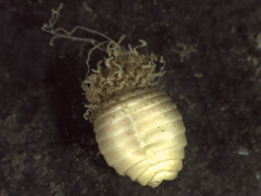 Sternaspis affinis