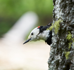 White-Headed Woodpecker photo 1